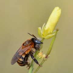 Agarradito.