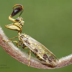 Mantspido