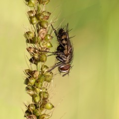 Una mosquita.