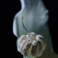 Intima