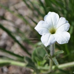 Blanquita