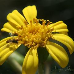 Universo amarillo...