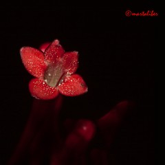Rojo Pasin II