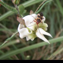 Flor con cuernitos...