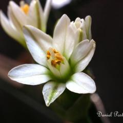 Sebollin perfumado