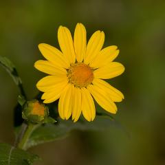 Espelendor Amarillo