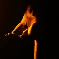 Macaca fascicularis - Malasia