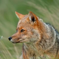 zorrito (1200px)