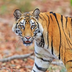 El tigre
