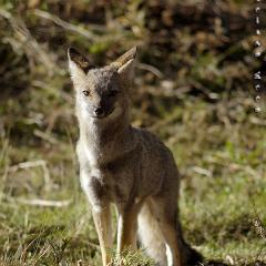 Zorrito