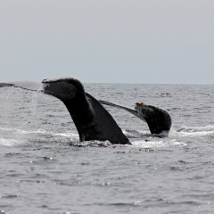 MAMA BALLENA CON SU CRIA