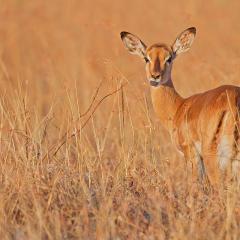 Impala - Swala pala