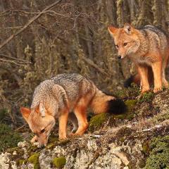 zorritos colorados