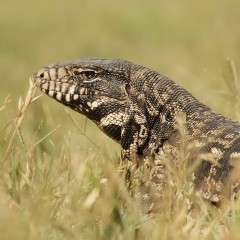 Lagarto overo