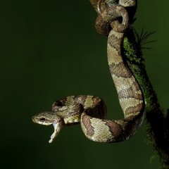 Culebra - costa Rica