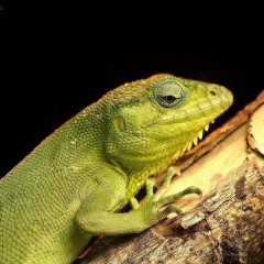 El Lagarto