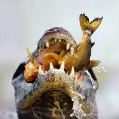 De cacera