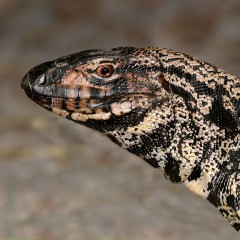 Lagarto overo !!