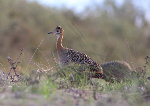 Colorada - Rhynchotus rufescens