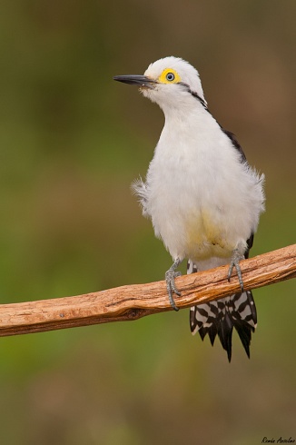 Carpintero blanco - Melanerpes candidus