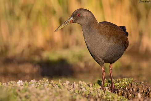 Gallineta comn - Pardirallus sanguinolentus