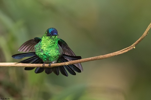 Picaflor corona violcea - Thalurania glaucopis