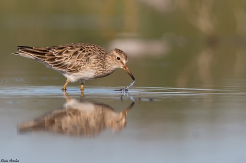 Playerito pectoral - Calidris pectoralis