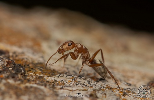 Hormiga Carpintera hembra