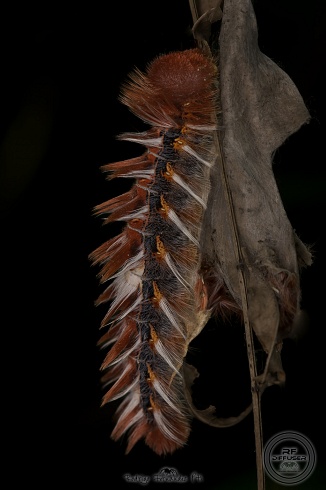 Oruga de mariposa bandera Argentina