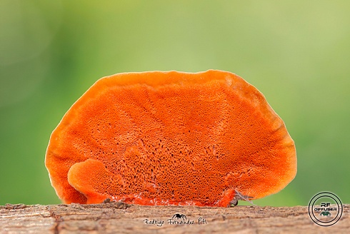 oreja de palo - Pycnoporus sanguineus