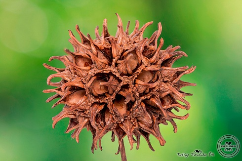 fruto de Liquidambar.