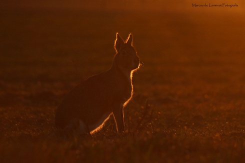 Mara al Atardecer