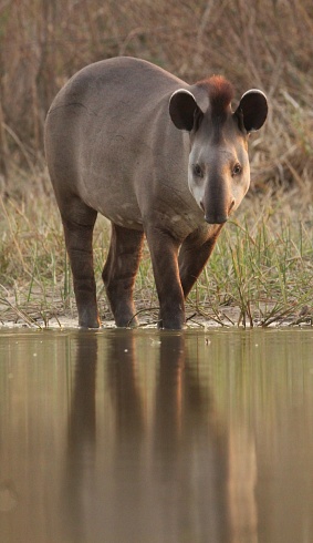 Tapir