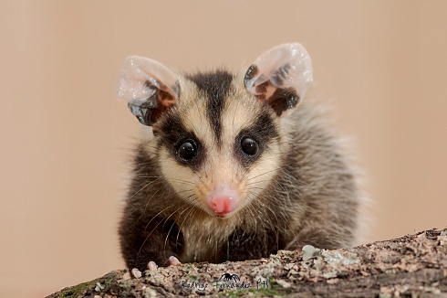 Zarigeya - Didelphis albiventris