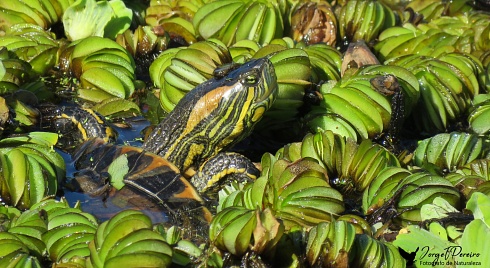 retrato de la tortuga de rio